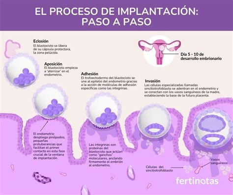 Infografía detallando los posibles síntomas post-transferencia embrionaria