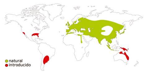Mapa de distribución mundial del jabalí (Sus scrofa)
