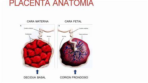 Foto de una placenta mostrando las caras fetal y materna