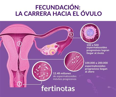 Infografía explicando el recorrido del óvulo y los espermatozoides y cómo la ligadura de trompas lo interrumpe.