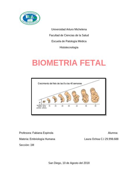 Esquema de medición de biometría fetal (cabeza, abdomen y fémur)