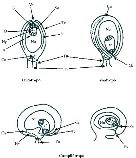 Diagrama esquemático de los diferentes tipos de óvulos vegetales: anátropo, hemianátropo, anfítropo y circinótropo.