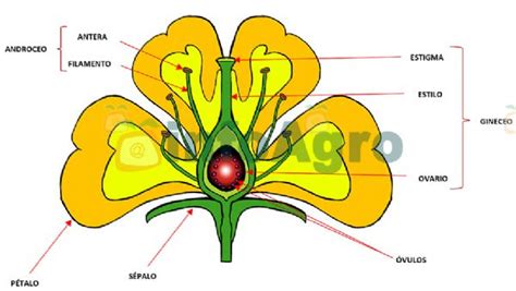 Diagrama detallado de la anatomía de una flor de angiosperma ancestral.