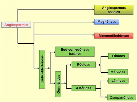 Árbol filogenético simplificado de las angiospermas, mostrando la relación entre los principales clados.