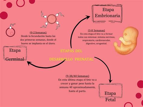 Esquema de las etapas de desarrollo de los delfines en el útero.