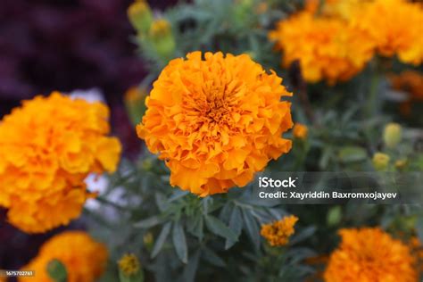 Foto de flores de caléndula en primer plano