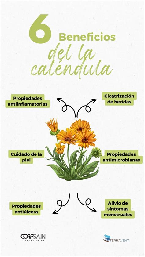 Infografía sobre los beneficios digestivos de la caléndula