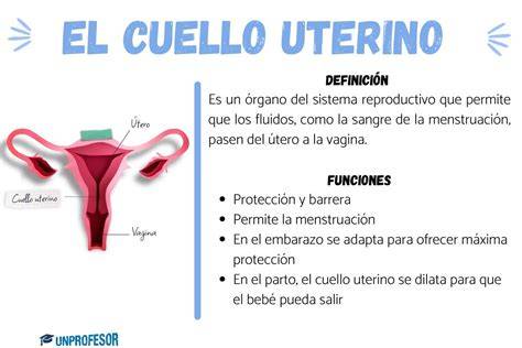 Esquema anatómico del cuello uterino y su función como barrera biológica para el paso de espermatozoides.