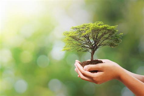 Esquema sobre la protección de la vida humana y el respeto a la naturaleza en la práctica ginecológica