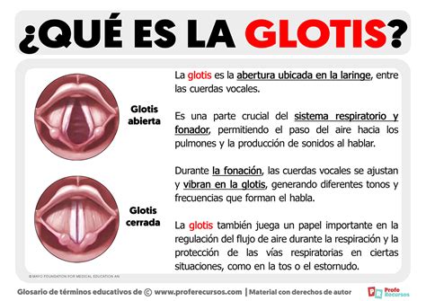 Esquema fisiológico que muestra el cierre de la glotis durante el quejido para mantener la presión positiva en los alvéolos y evitar su colapso.