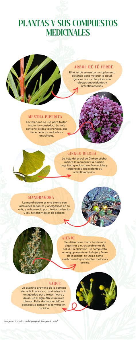 Esquema sobre la seguridad de las plantas medicinales durante el embarazo y los riesgos de las sustancias abortivas.