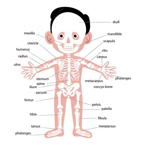 Figura 3: Esquema del sistema de dos climas para cerdos.