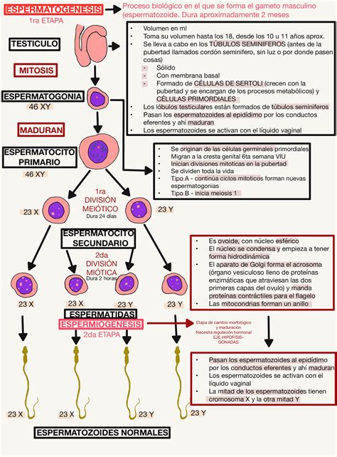 Gráfico ilustrativo del proceso de espermatogénesis y su duración