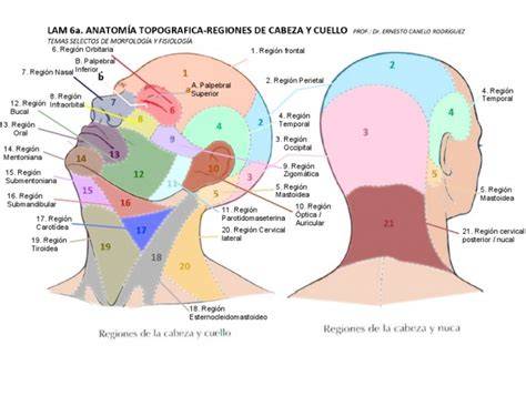 Esquema anatómico que muestra las zonas frecuentes de aparición del rabdomiosarcoma (cabeza, cuello, región genitourinaria y extremidades).