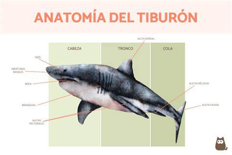 Esquema de la anatomía del tiburón anguila destacando sus hendiduras branquiales y la posición retrasada de sus aletas
