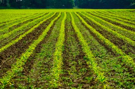 Campo agrícola con suelo sano y fértil, mostrando el contraste con una tierra degradada