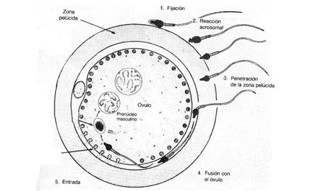 Ilustración esquemática y sencilla que muestra la unión de un óvulo y un espermatozoide