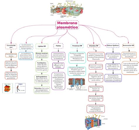 Esquema de la transferencia de medicamentos ácidos y básicos a través de la membrana celular y la leche materna