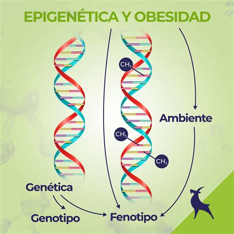 Representación de cambios epigenéticos debido a factores ambientales