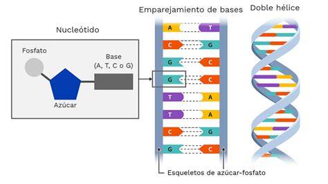 Esquema de la estructura del ADN espermático mostrando la diferencia entre fragmentación de cadena simple y doble.