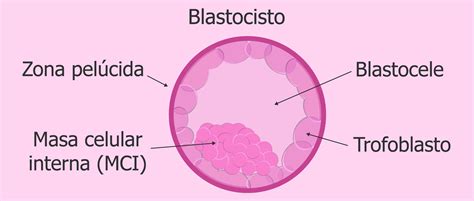 Microscopio con imagen de embrión en estadio de blastocisto