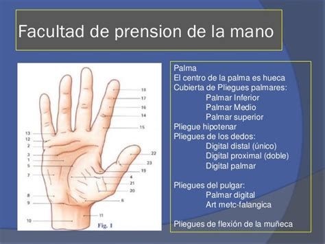 Ilustración anatómica de la mano con el pliegue palmar único y los pliegues de flexión normales.