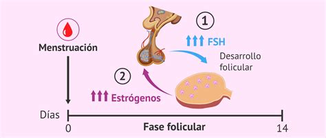 Diagrama del ciclo menstrual con énfasis en la fase folicular y la ovulación