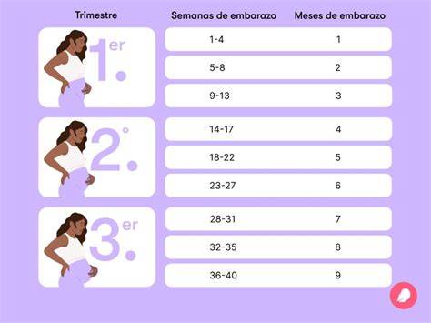 Esquema de las semanas de embarazo vs. meses de embarazo