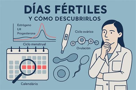Infografía sobre días fértiles y ovulación