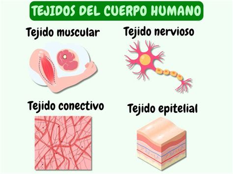 Esquema de los cuatro tipos de tejido básico del cuerpo humano: epitelial, conectivo, muscular y nervioso.