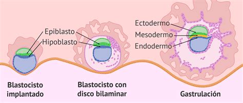 Ilustración del disco embrionario bilaminar (epiblasto e hipoblasto) y su posterior transformación.