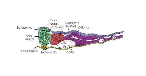 Sección transversal del embrión mostrando la formación del tubo neural a partir de la placa neural.