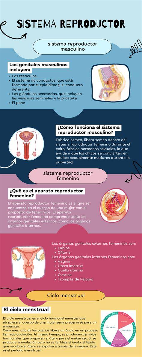 Dibujo detallado de los sistemas reproductores masculino y femenino de un tiburón