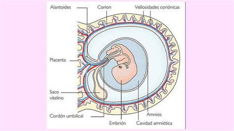 Diagrama de un embrión de tiburón en el útero con saco vitelino y oofagia