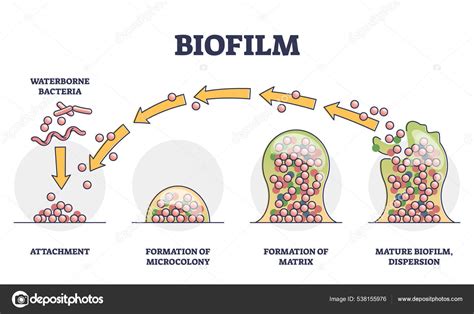 Diagrama ilustrando la formación de biopelículas por Gardnerella vaginalis y su adhesión a las células epiteliales vaginales.