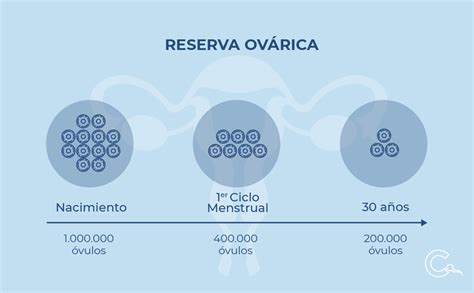 infografía explicando el ciclo de vida de los ovocitos y la reserva ovárica