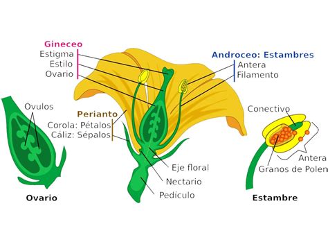 Esquema de la estructura de una flor con énfasis en el pistilo y el óvulo, que representa la placenta vegetal