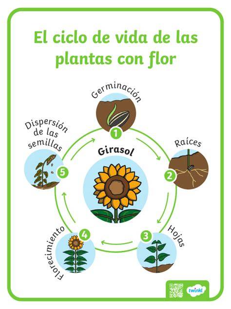 Esquema general del ciclo de vida de una planta con flor, mostrando polinización y fecundación