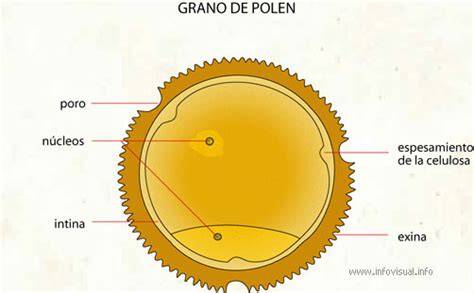 Diagrama de un grano de polen con exina y gametos masculinos