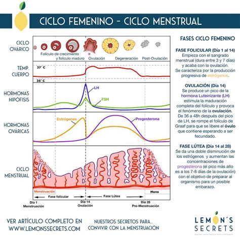 Diagrama que muestra el ciclo menstrual femenino con la fase ovulatoria resaltada y el pico de LH.