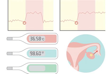 Infografía comparando la precisión de los test de ovulación con la temperatura corporal basal.
