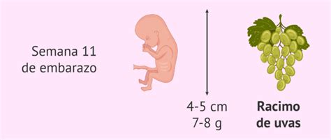 Esquema visual de un feto de 12 semanas de gestación junto a una fruta de tamaño comparable (ciruela/limón)