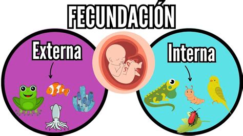 Infografía sobre estrategias reproductivas: fertilización externa vs. interna y competencia espermática