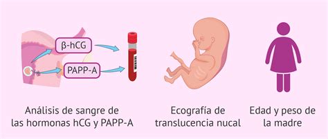 Esquema del cribado combinado del primer trimestre: medición de translucencia nucal y análisis bioquímico de PAPP-A y beta-hCG libre.
