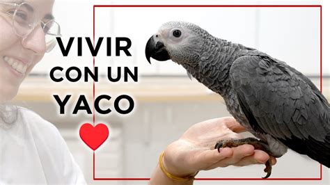 Polluelo de loro yaco siendo alimentado con jeringuilla