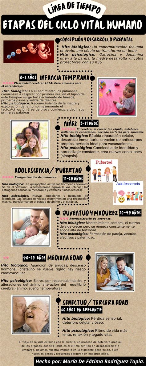 Infografía: Etapas del destete de un loro yaco