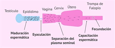 Esquema del proceso de capacitación espermática y sus cambios moleculares en la membrana plasmática.