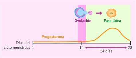 Infografía comparativa: ciclo con fecundación vs. ciclo sin fecundación y fase lútea.