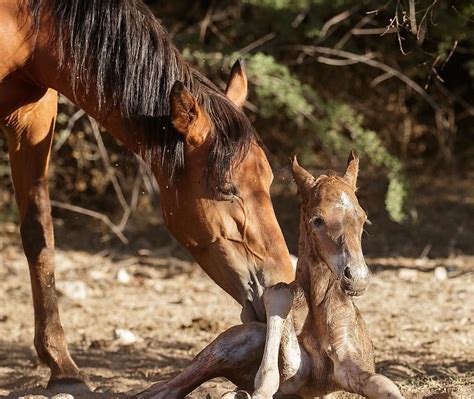 Potrillo recién nacido en un prado primaveral