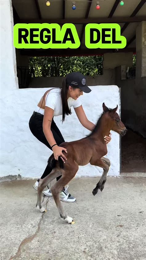 Diagrama visual de la regla 1-2-3 para potros recién nacidos